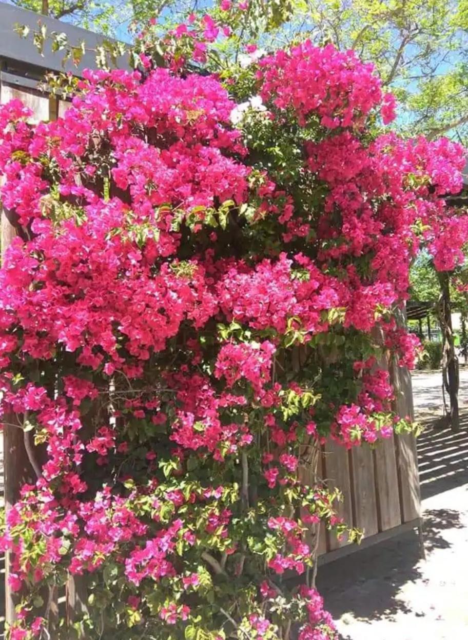 Apartamento De 3 Dormitorios Cambrils Eksteriør billede